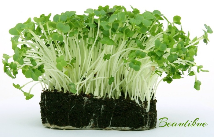 Cress