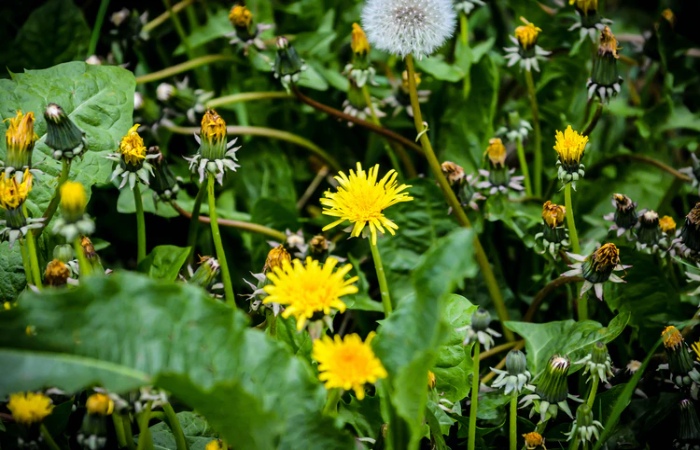 Dandelions - Fat Burner Herbs