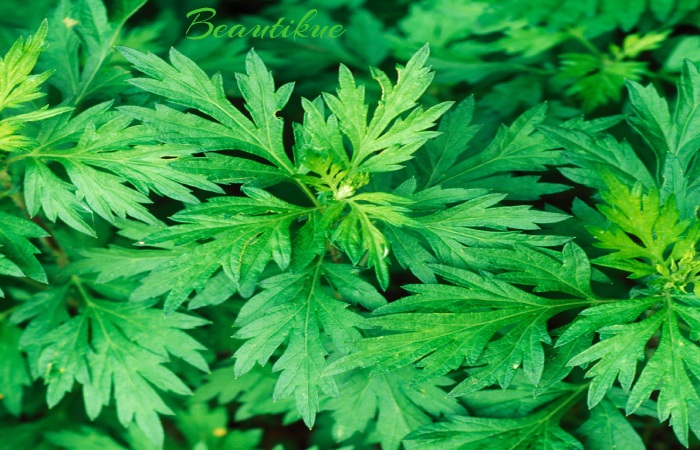 Mugwort