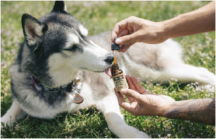 CBD Oil For Dogs