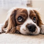 CBD Oil For Dogs: Make It A Routine