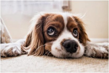 CBD Oil For Dogs: Make It A Routine