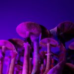 How Long Do Shrooms Stay in Your System_