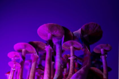 How Long Do Shrooms Stay in Your System_