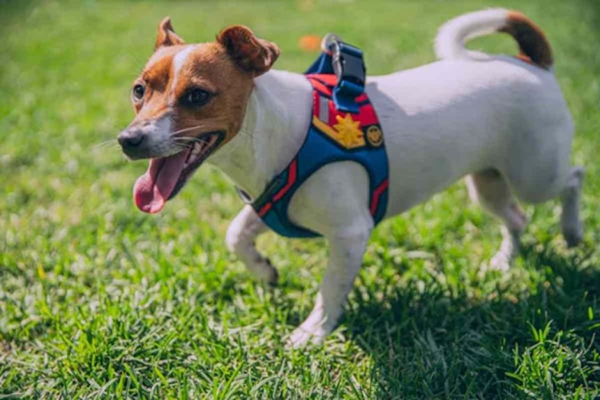 Choosing the Correct Harness for Your Dog