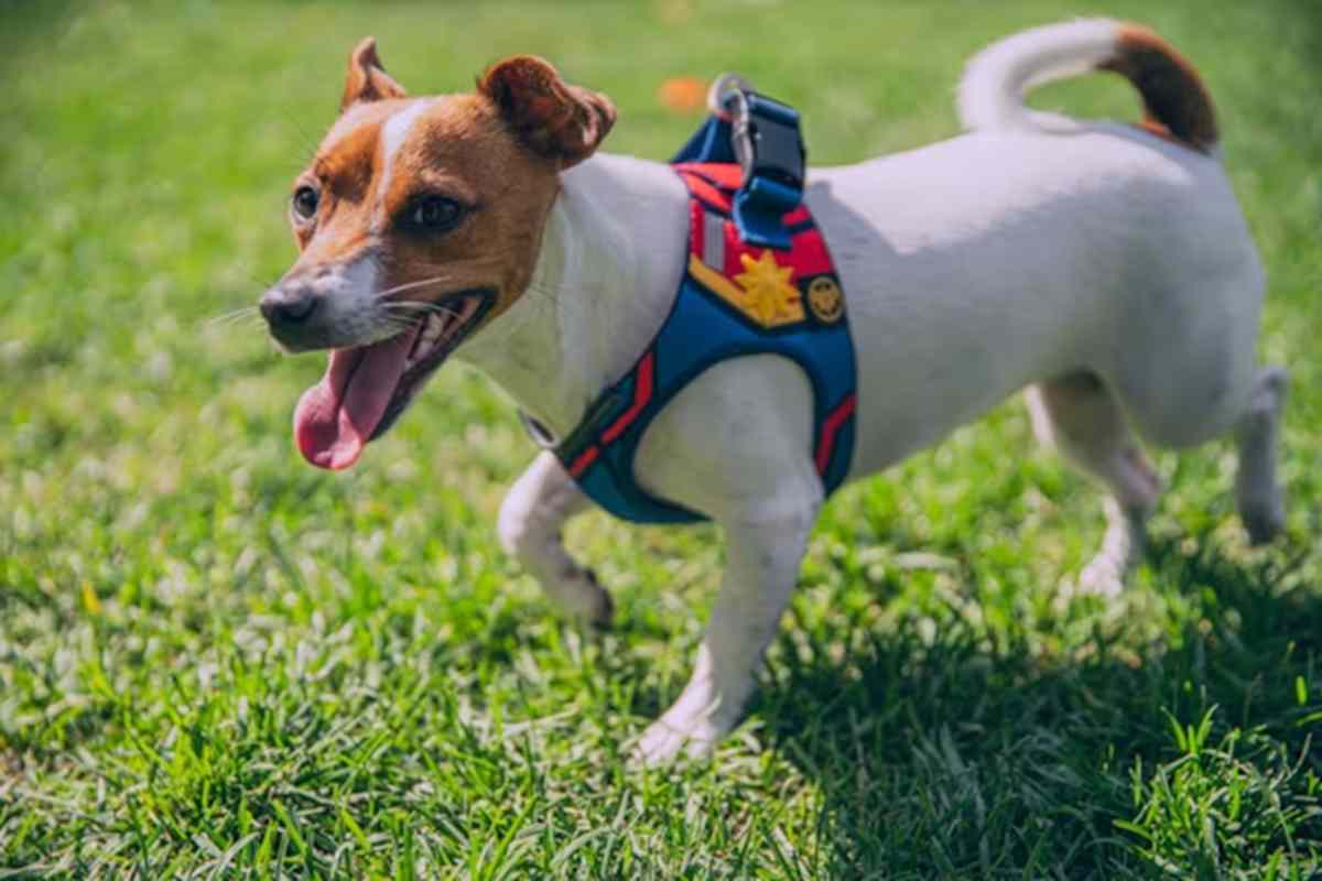 Choosing the Correct Harness for Your Dog